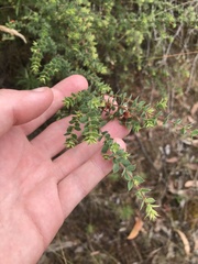 Pultenaea spinosa