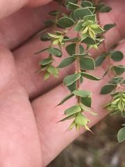 Pultenaea spinosa