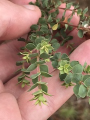 Pultenaea spinosa