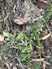 Scutellaria humilis