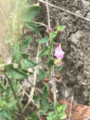 Scutellaria humilis