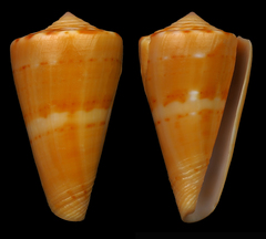 Conus daucus