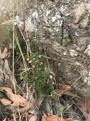 Scutellaria humilis