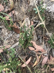 Scutellaria humilis
