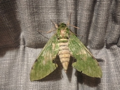 Euchloron megaera