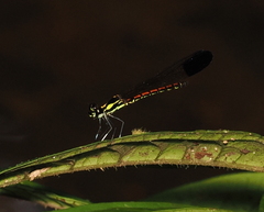 Sundacypha petiolata