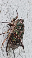 Amphipsalta zelandica