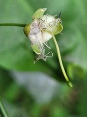 Capparis sabiifolia