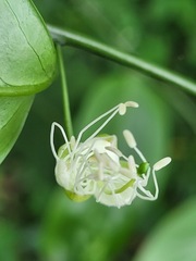 Capparis sabiifolia