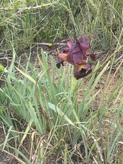 Iris atropurpurea