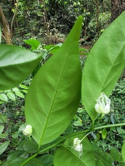 Capparis sabiifolia
