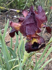 Iris atropurpurea
