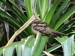 Caprimulgus macrurus
