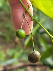 Capparis sabiifolia