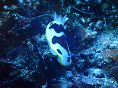 Goniobranchus splendidus