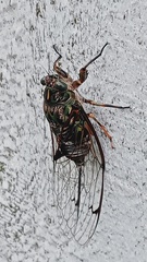 Amphipsalta zelandica