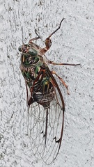 Amphipsalta zelandica