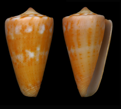 Conus daucus