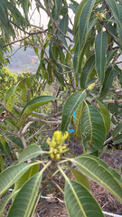 Ficus insipida