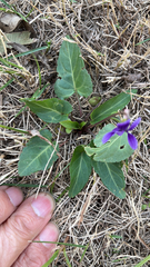 Viola sagittata