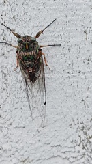 Amphipsalta zelandica
