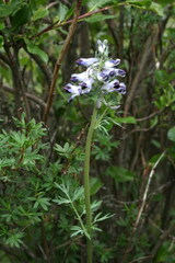 Corydalis