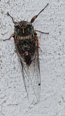 Amphipsalta zelandica