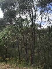 Eucalyptus macrorhyncha