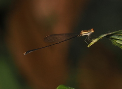 Elattoneura analis