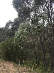Eucalyptus macrorhyncha