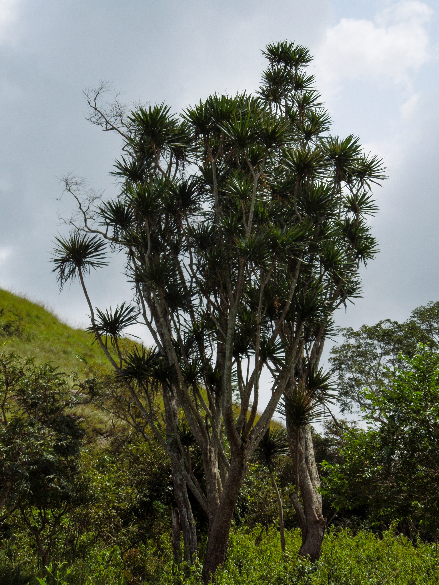 African Dragon Tree (Dracaena arborea)  iNaturalist