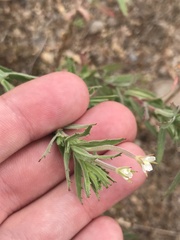 Epilobium hirtigerum