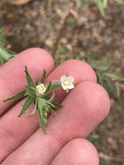Epilobium hirtigerum