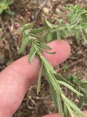 Epilobium hirtigerum