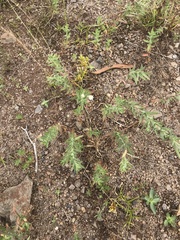 Epilobium hirtigerum
