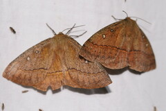 Anthela connexa