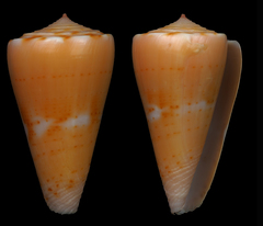 Conus daucus