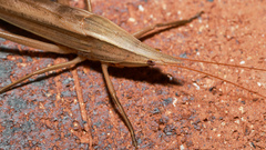 Pseudorhynchus mimeticus