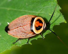 Ellipsidion reticulatum