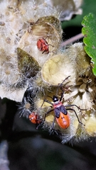 Dysdercus decussatus