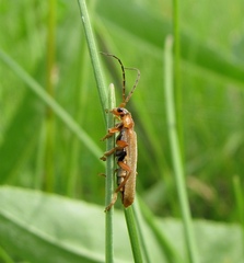 Cantharis