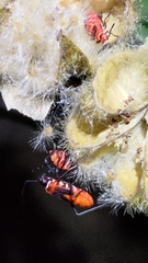 Dysdercus decussatus