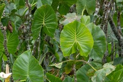 Montrichardia linifera