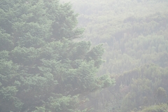 Picea sitchensis