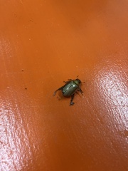 Colasposoma