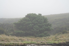 Picea sitchensis