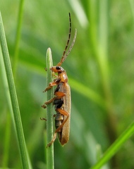 Cantharis
