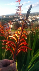 Chasmanthe floribunda