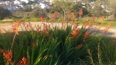 Chasmanthe floribunda