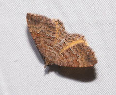 Chrysolarentia bichromata